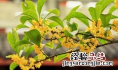 桂花树种植方法 桂花树种子育苗方法