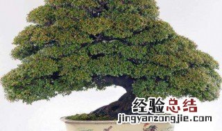 小叶紫檀盆景怎么养? 小叶紫檀盆景怎么养才长得好
