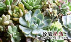 多肉植物钱串子怎么养才长得好快 多肉植物钱串子怎么养才长得好