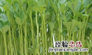 蚕豆的种植方法和时间 北方蚕豆种植时间和方法