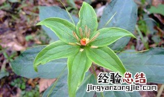 重楼的种植方法 重楼重楼的种植方法