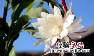 昙花的种植方法 昙花的种植方法及图片欣赏