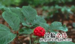 人参籽怎么种植方法 人参籽怎么种植方法图解