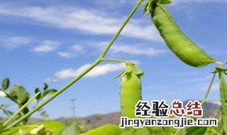 荷兰豆什么时候种植最好 荷兰豆种植方法