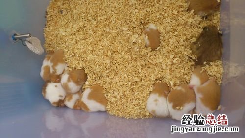 仓鼠饲养有什么注意事项