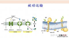 什么是被动运输