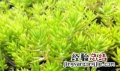 佛甲草的种植方法和时间 佛甲草种植方法