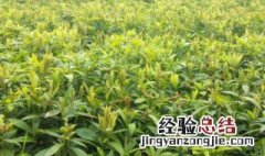 金丝楠木树苗适合北方种吗 金丝楠木种植方法