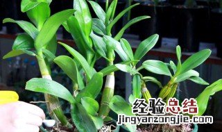 家养石斛怎么种植方法 铁皮石斛怎么养家庭养法