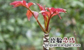 椿树移栽方法 椿树什么时间移植最好