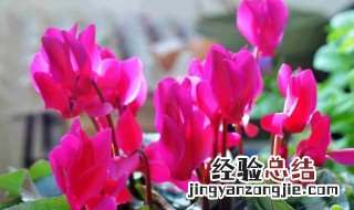 仙客来的花语 仙客来的花语美文