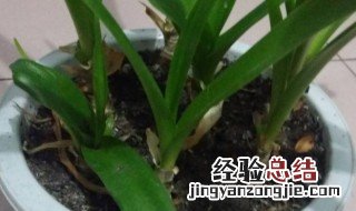 虎眼万年青怎么养殖方法 虎眼万年青怎么养