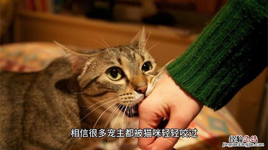 梦见猫咬我是什么意思