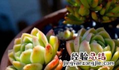 适合在广州养植的多肉植物品种 广州适合养多肉植物有哪些