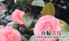 花的叶子发黑枯萎 植物叶子发黑枯萎