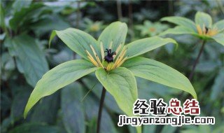 重楼的种植方法详细图片 重楼的种植方法详细