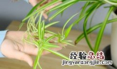 婚纱吊兰怎么养才长得好