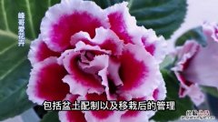 大岩桐花谢后怎么修剪