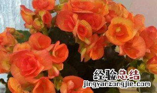 丽格海棠怎么养才长得好 丽格海棠怎么养家庭养法