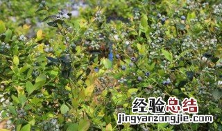 蓝莓用什么土壤种植好 蓝莓介绍