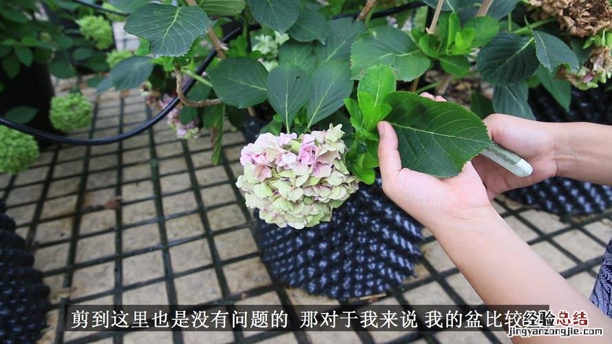 绣球几月份修剪