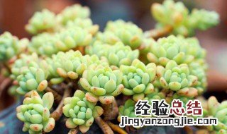 日月潭多肉植物怎么养 多肉日月潭怎么养才长得好