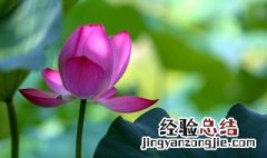 摘回来的荷花能养活吗 摘下来的荷花怎么养才长得好