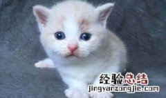 小猫不吃东西怎么办 小猫不吃东西的原因