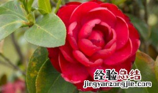 茶花叶子萎缩是怎么回事 茶花叶子枯萎是怎么回事