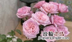 荔枝玫瑰花语是什么意思 粉荔枝玫瑰花语是什么