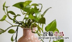 适合室外的水培植物是有什么 适合室外的水培植物是有什么品种