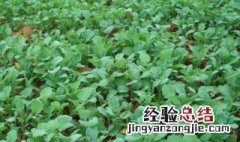 油菜怎么种 油菜的种植方法