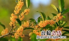 桂花树叶子全干枯了会活吗 桂花树干枯了还能活吗