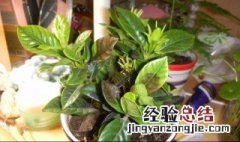 栀子花叶子发黄干枯怎么办 栀子花叶子发黄是怎么回事