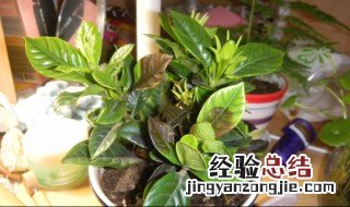 栀子花叶片发黑干枯怎么解决 栀子花叶片边缘发黑干枯是什么原因