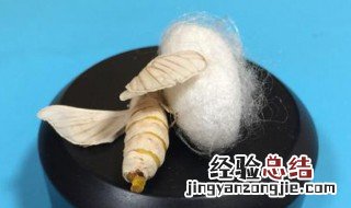 蚕蛾破茧喷出的液体是什么 蚕蛾介绍