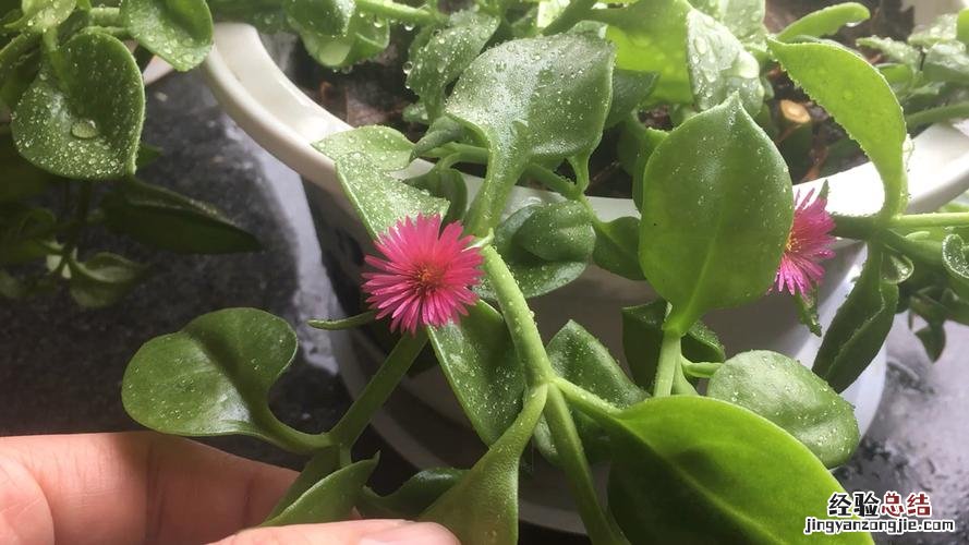 牡丹吊兰怎样快速生根