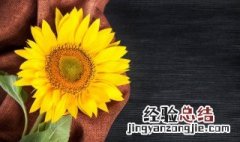 矮向日葵种植时间和方法 矮向日葵如何种植