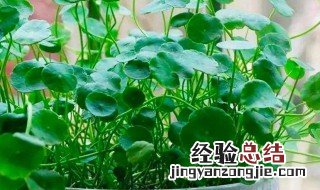 铜钱草根茎怎么种 铜钱草根茎怎么种植