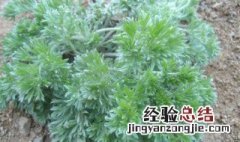 白蒿种植方法和注意事项 白蒿如何种植