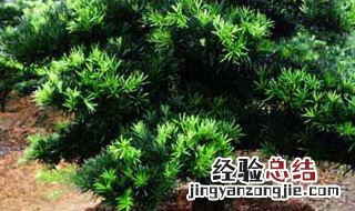 菊花罗汉松的养殖方法 菊花罗汉松怎么养殖