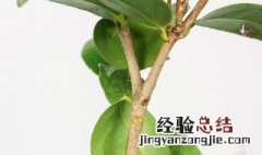 茶树花怎么养家庭养法 茶树花怎么养