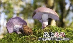 四点钟蘑菇醒了什么意思 蘑菇醒了的含义