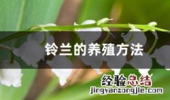 铃兰的养殖方法 铃兰如何养殖