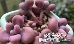 多肉植物桃蛋养殖方法 多肉植物桃蛋怎么养殖方法