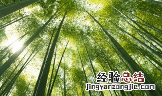 竹子的养殖方法 竹子的养殖方法是什么