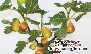 无花果养殖方法 关于无花果养殖方法