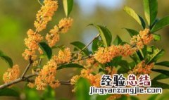 桂花树怎样修剪 桂花树如何修剪