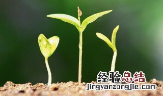 怎样促进树主干发芽 如何促进树主干发芽