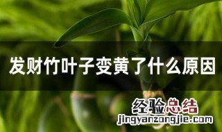 发财竹叶子变黄了什么原因 发财竹叶子变黄的原因分析